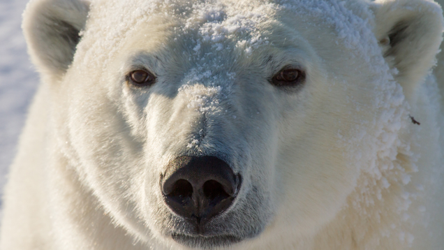 Illustration for article titled Heartbreaking Photos Of Polar Bears Who Will Die Before The Next ‘Metroid Prime’ If Nintendo Doesn’t Get Their Shit Together